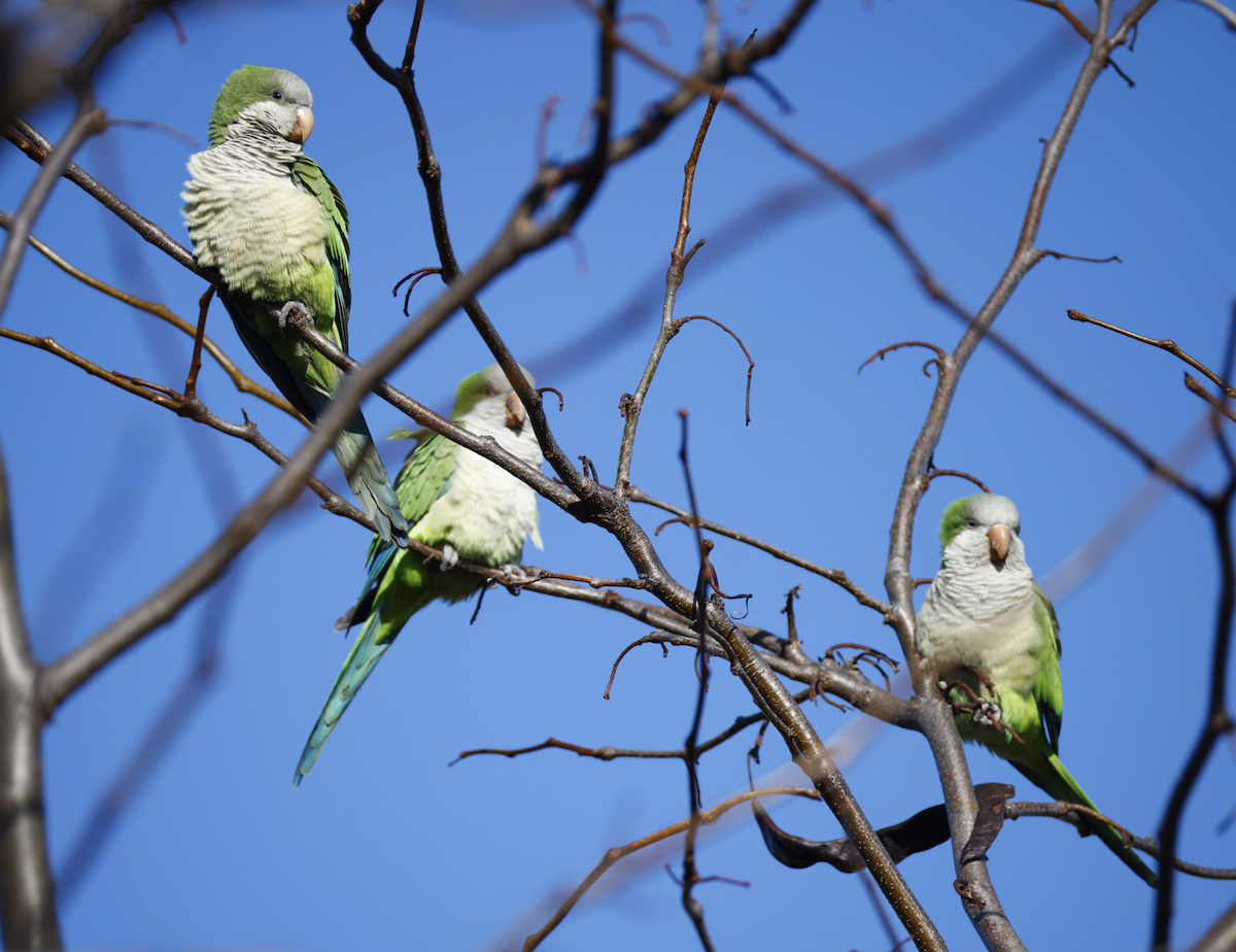 Monk Parakeet - ML626297157