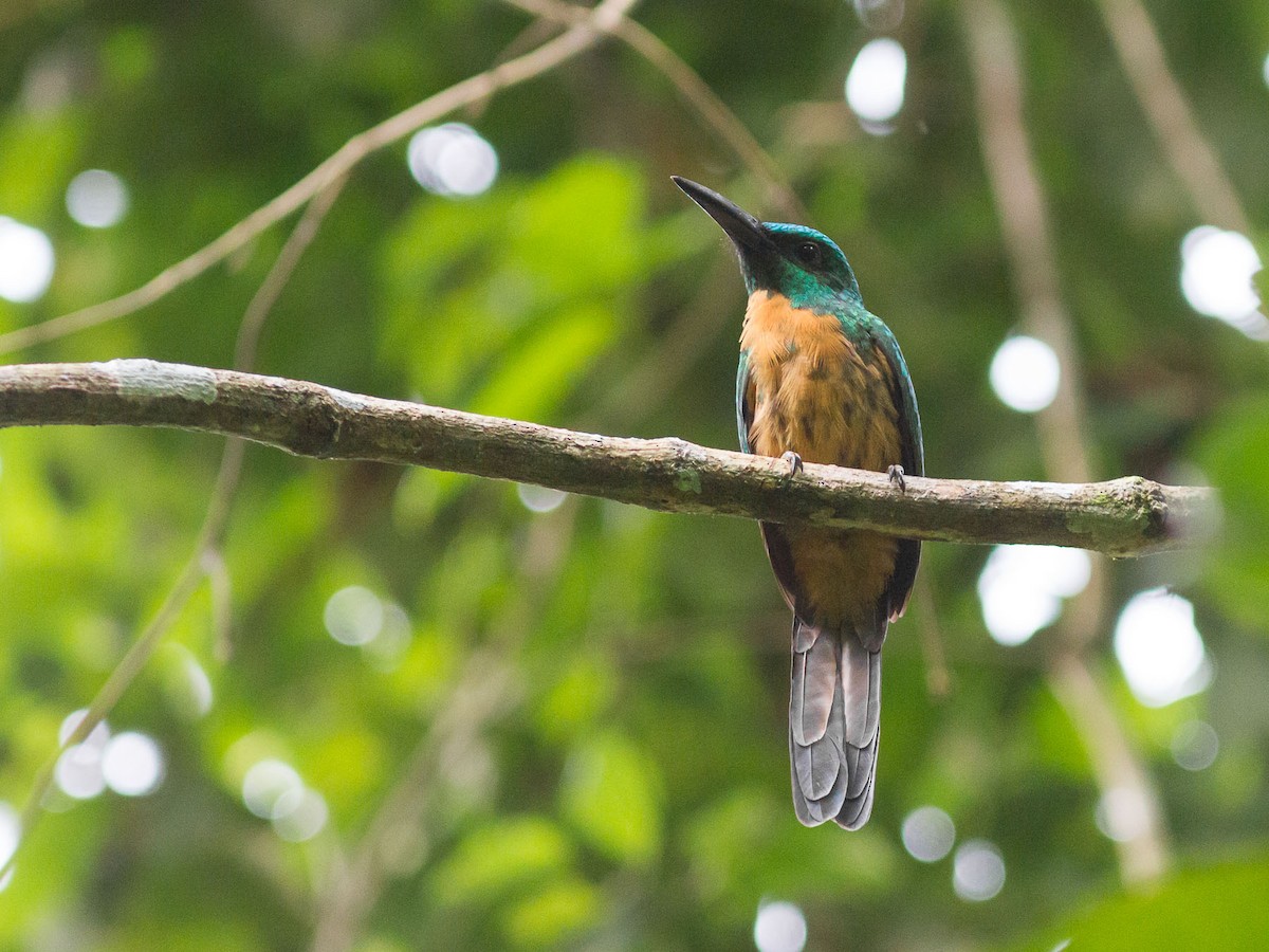 Great Jacamar - ML626297186