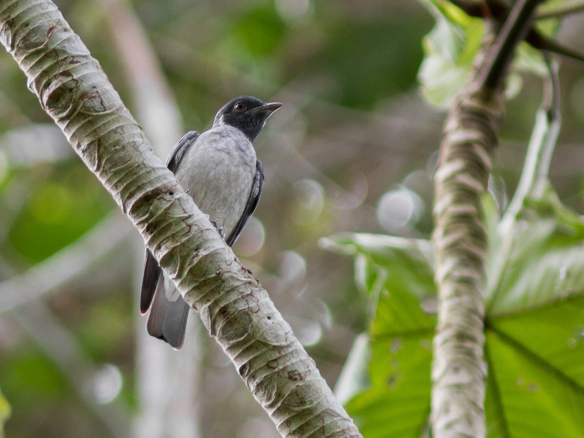 Black-faced Cotinga - ML626297247