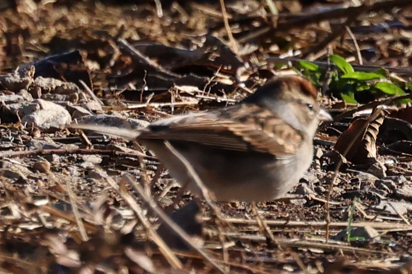 Chipping Sparrow - ML626297309