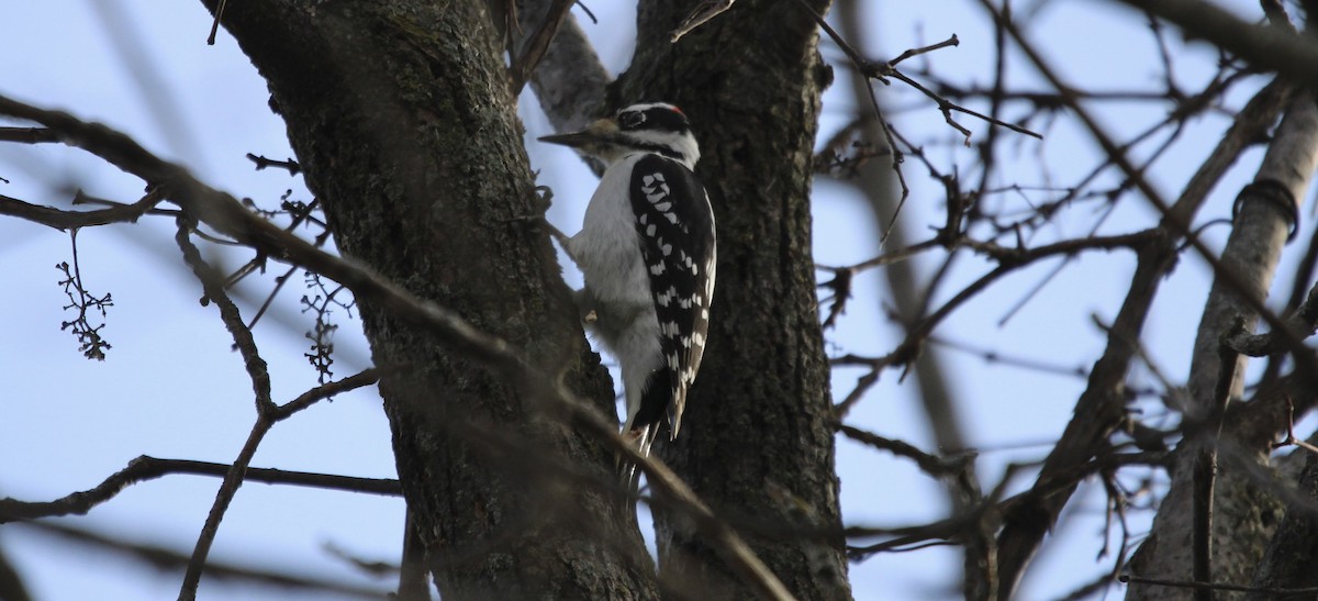 Hairy Woodpecker - ML626297312