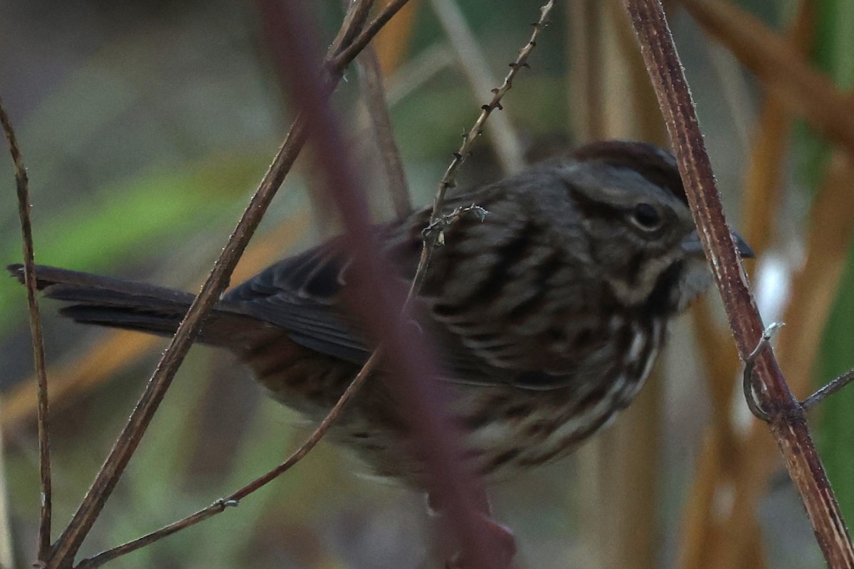 Song Sparrow - ML626297324