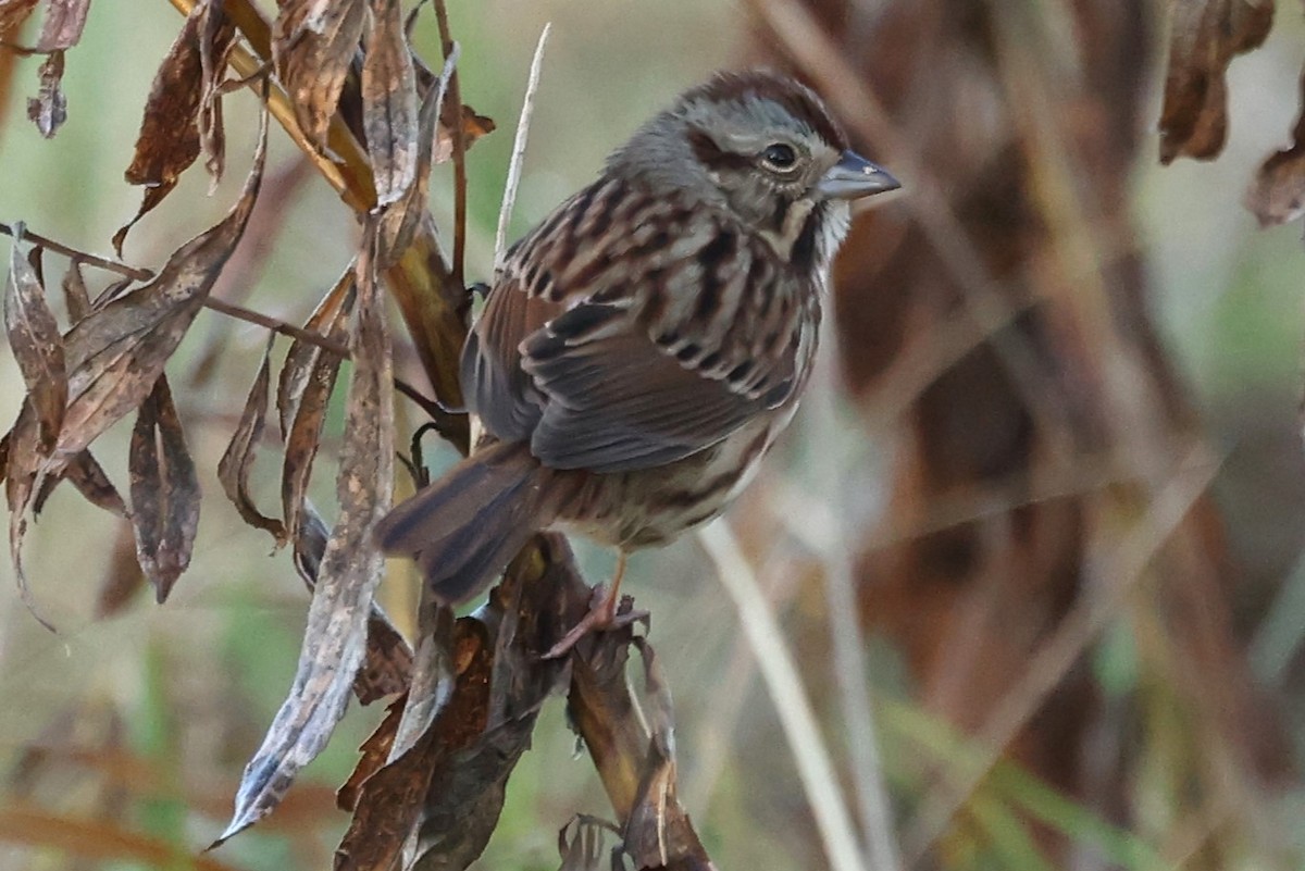 Song Sparrow - ML626297325