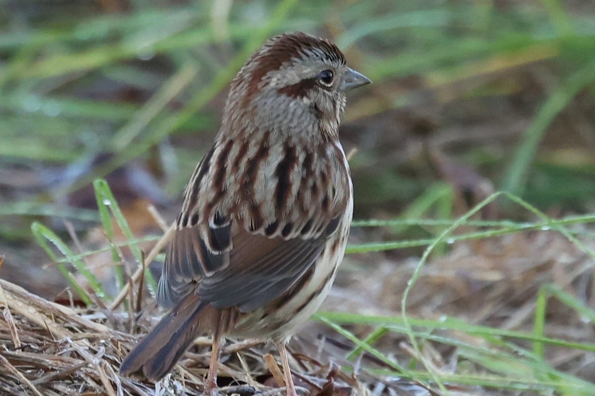 Song Sparrow - ML626297326