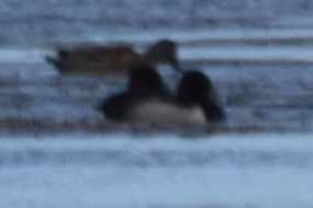 Ring-necked Duck - ML626297334