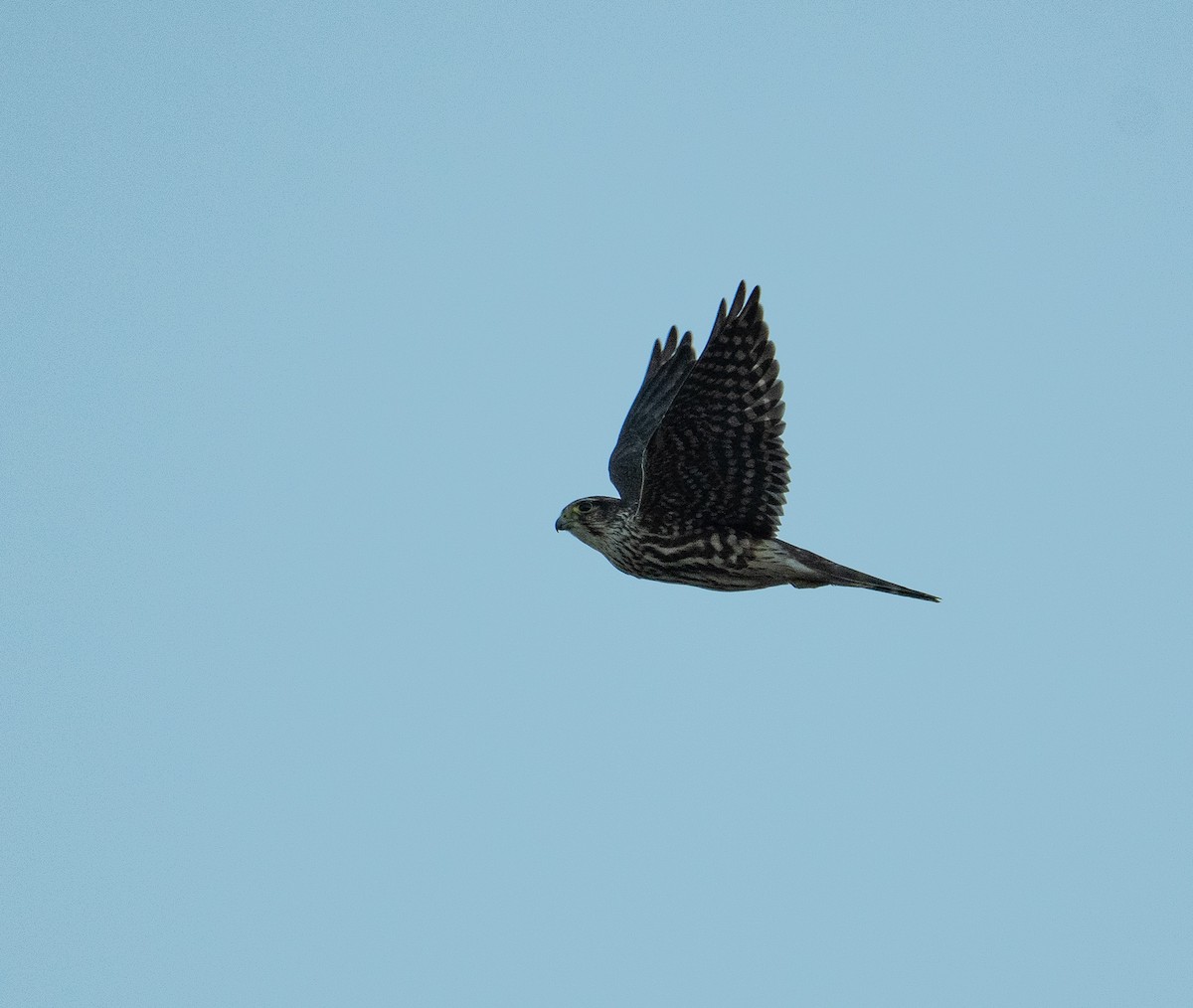 Merlin - ML626297586