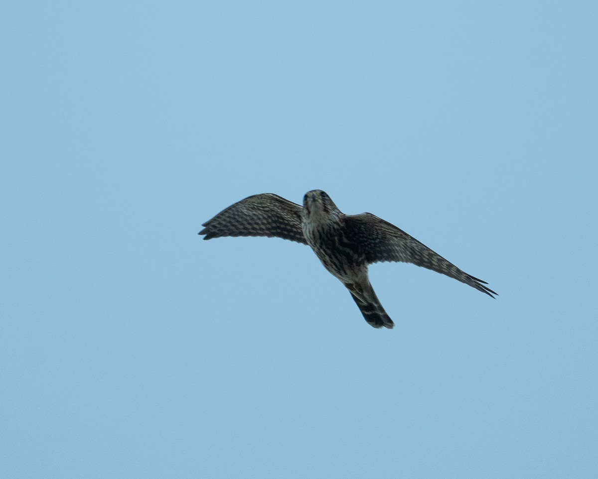 Merlin - ML626297587