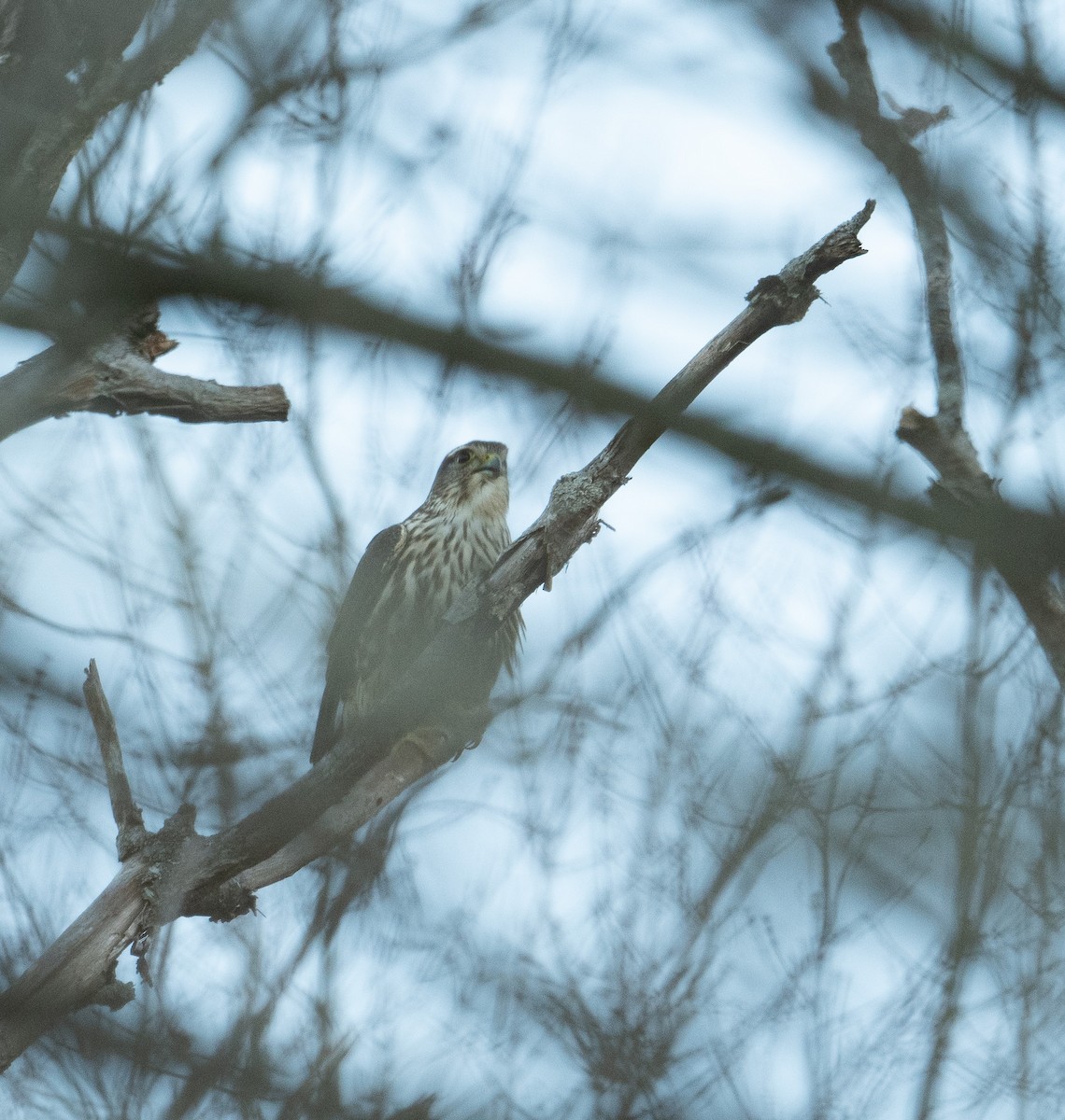 Merlin - ML626297588
