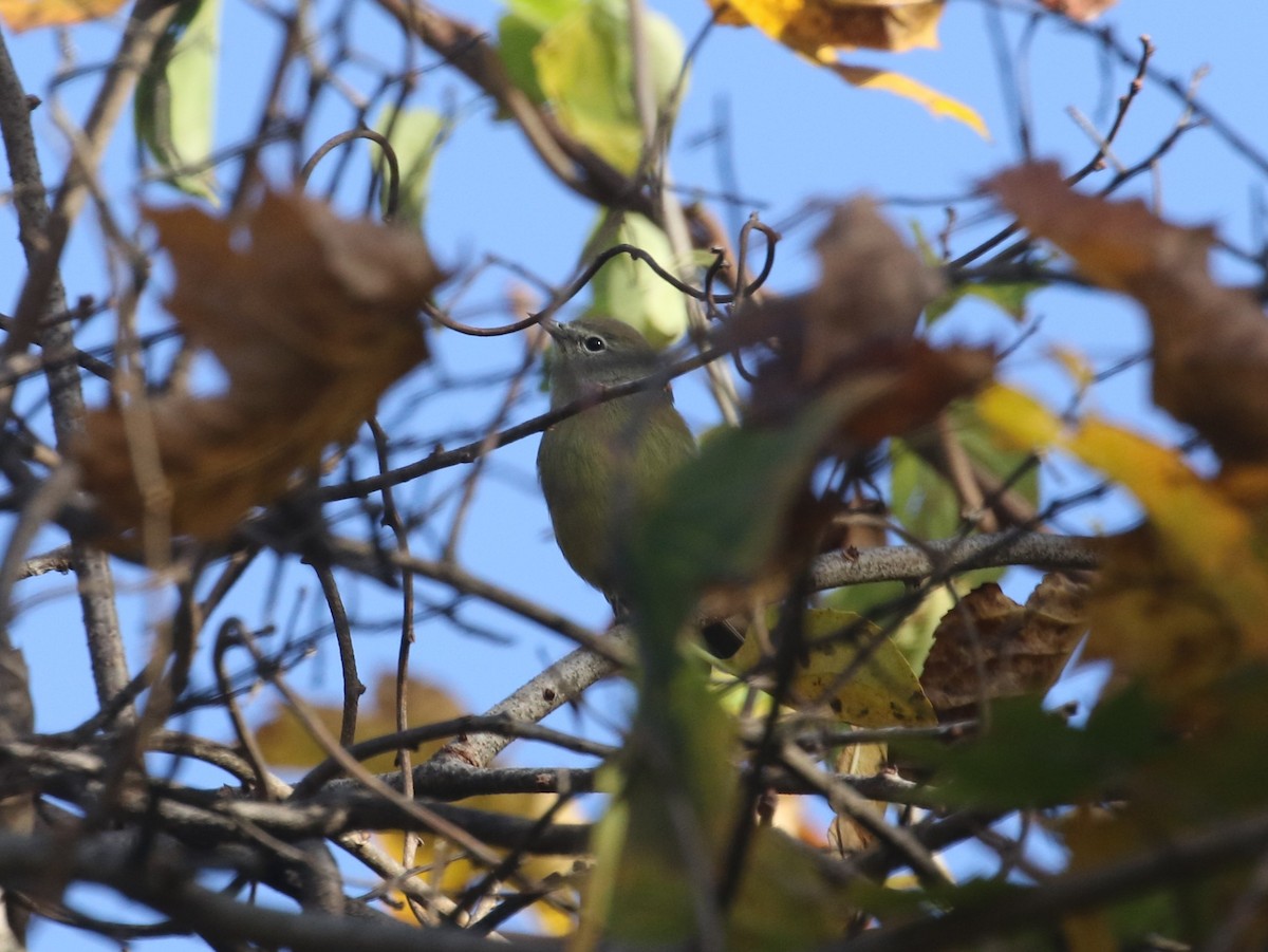 Orange-crowned Warbler - ML626297656