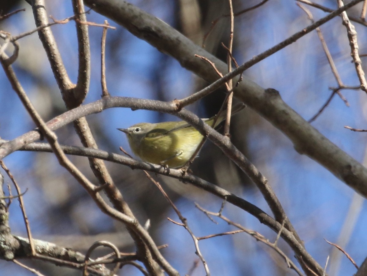 Orange-crowned Warbler - ML626297658