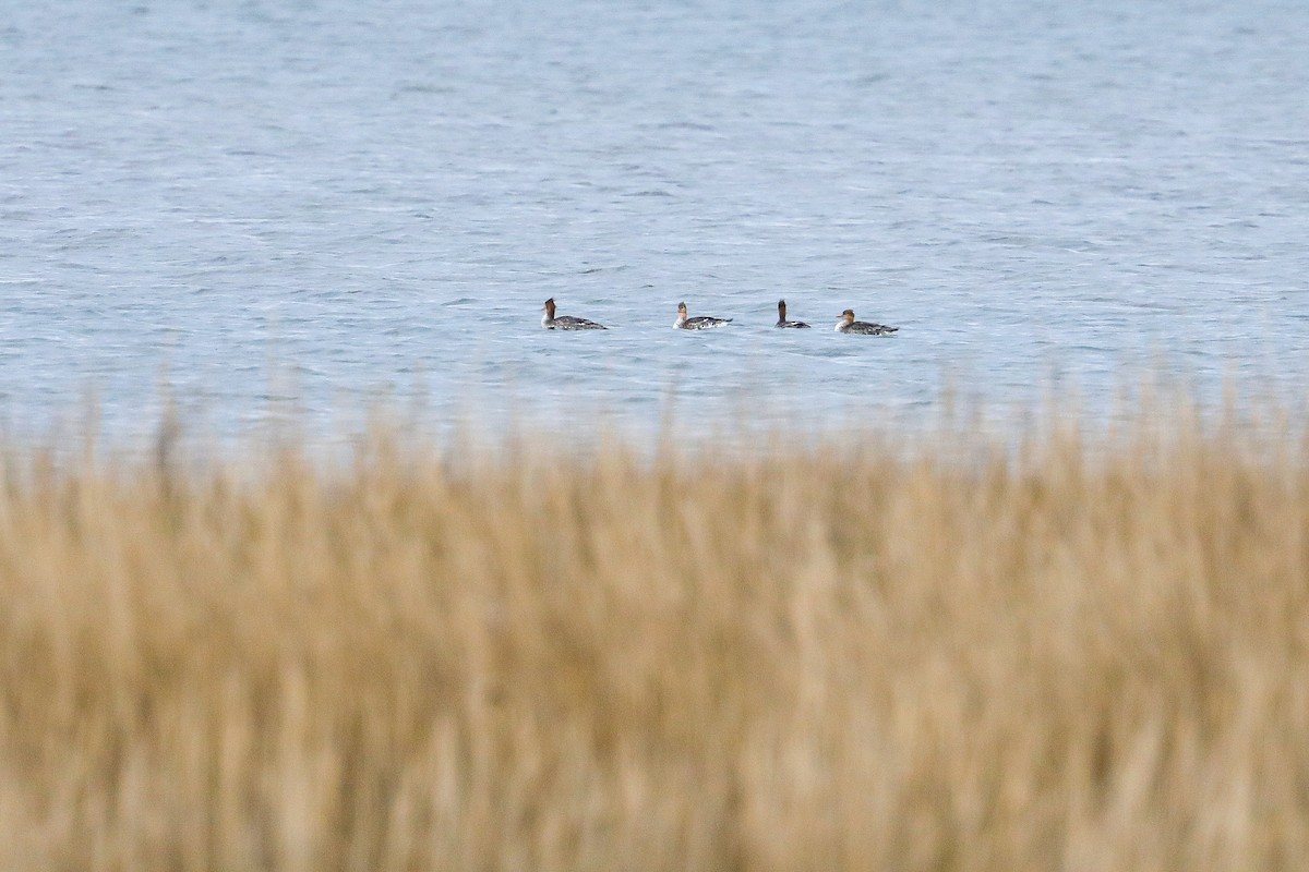 Mittelsäger - ML626297827