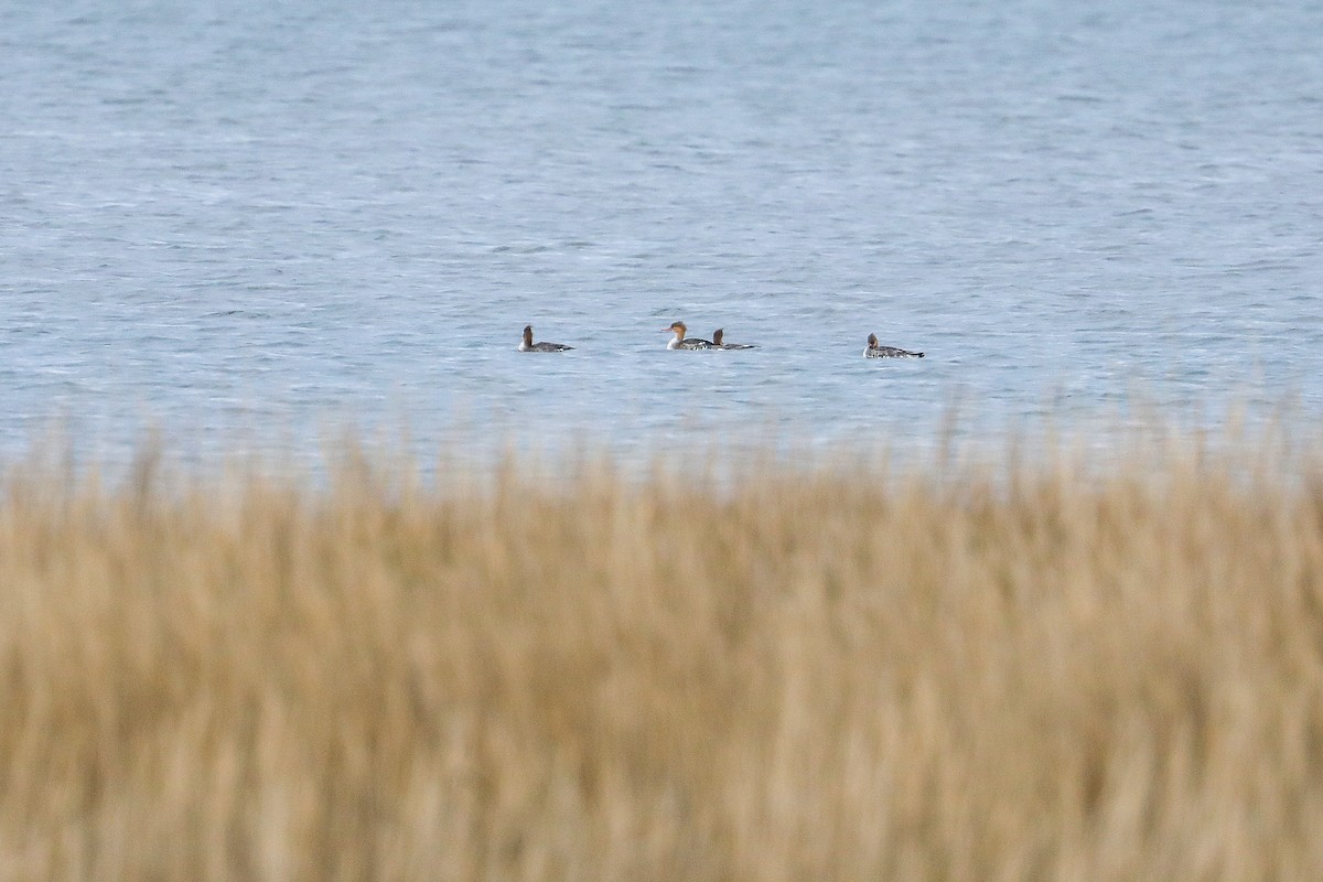 Mittelsäger - ML626297828