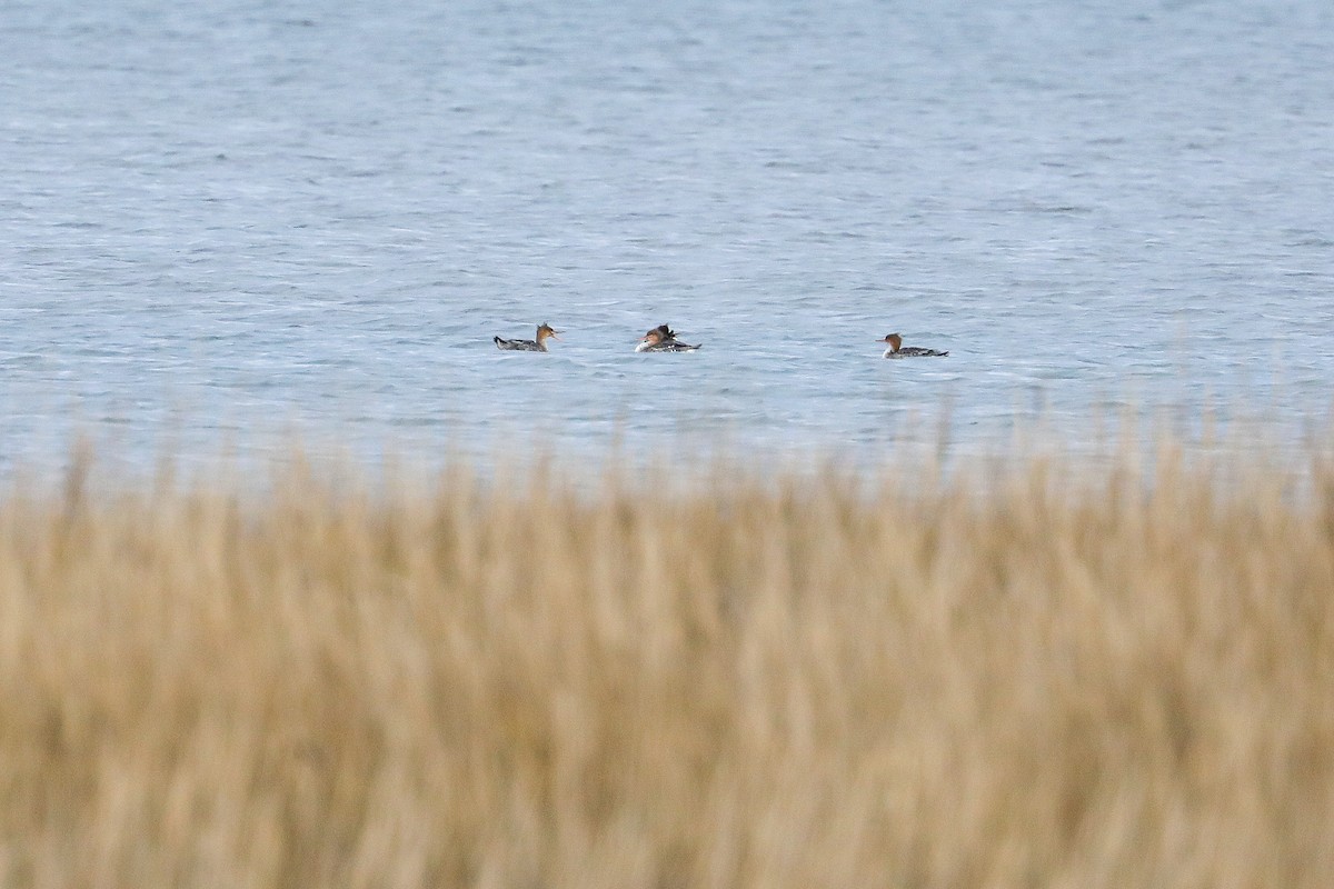 Mittelsäger - ML626297829