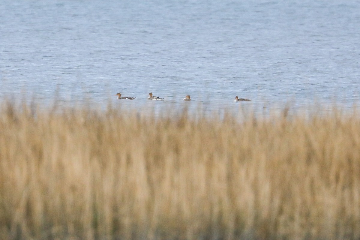 Mittelsäger - ML626297830