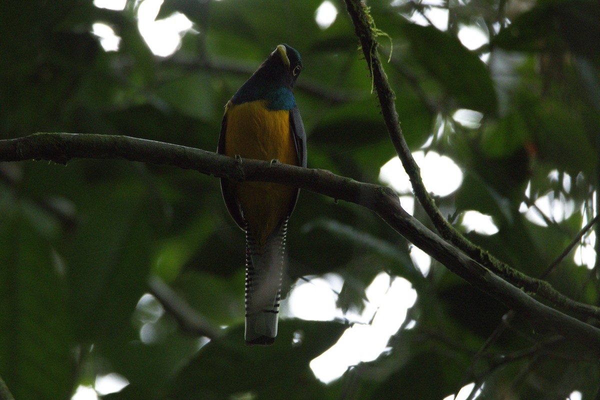 Choco Black-throated Trogon - ML626297934