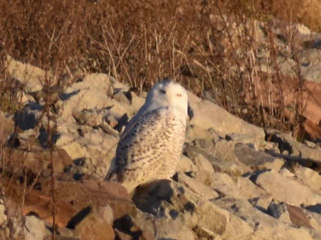 Snowy Owl - ML626297944