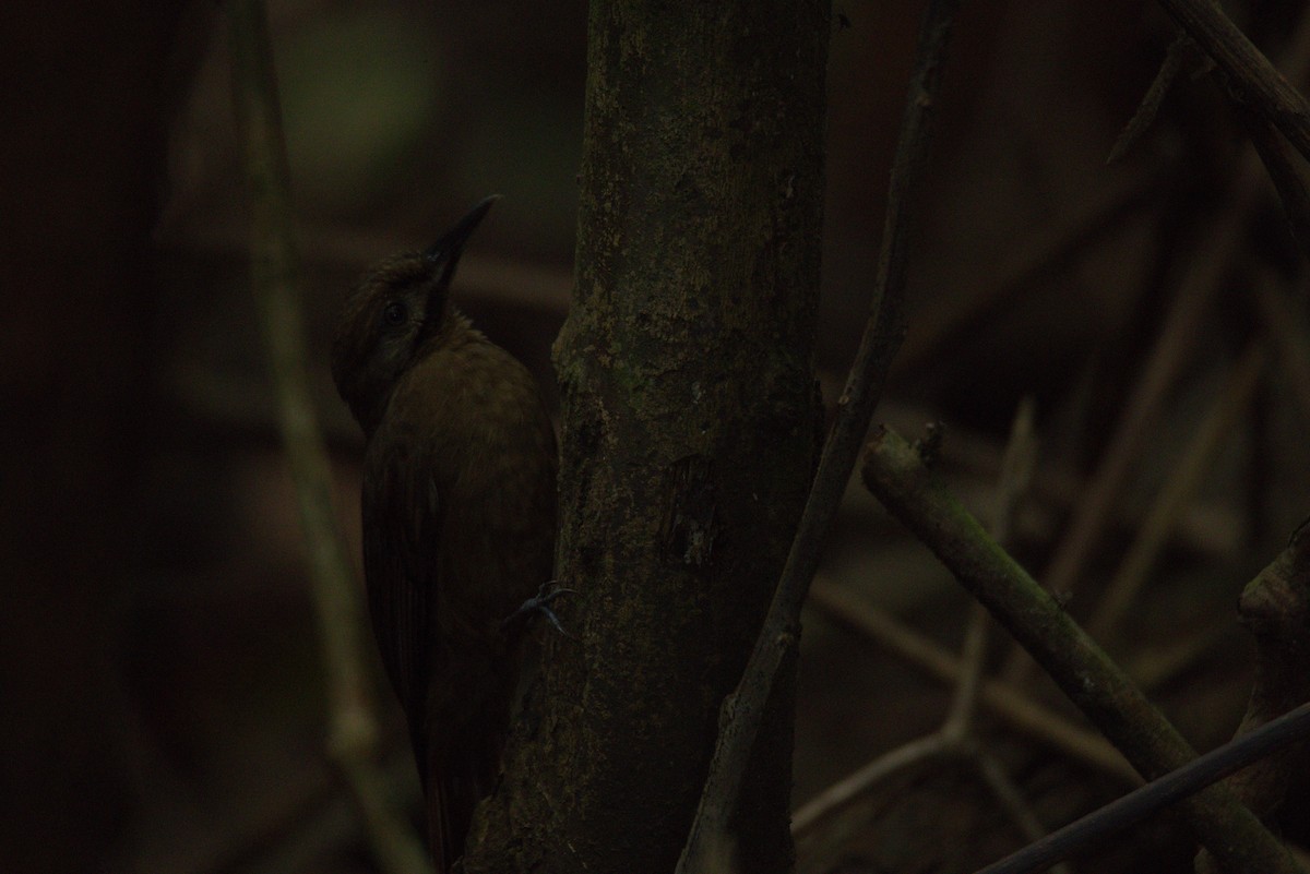 Plain-brown Woodcreeper - ML626297951