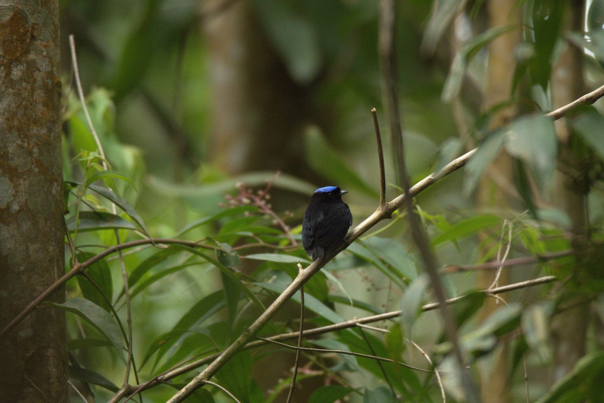 Velvety Manakin - ML626297960
