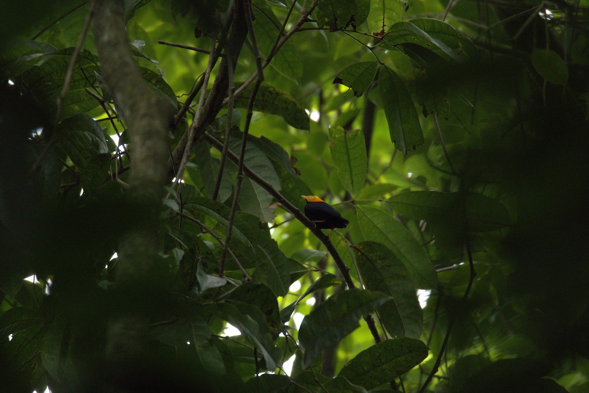 Golden-headed Manakin - ML626297987