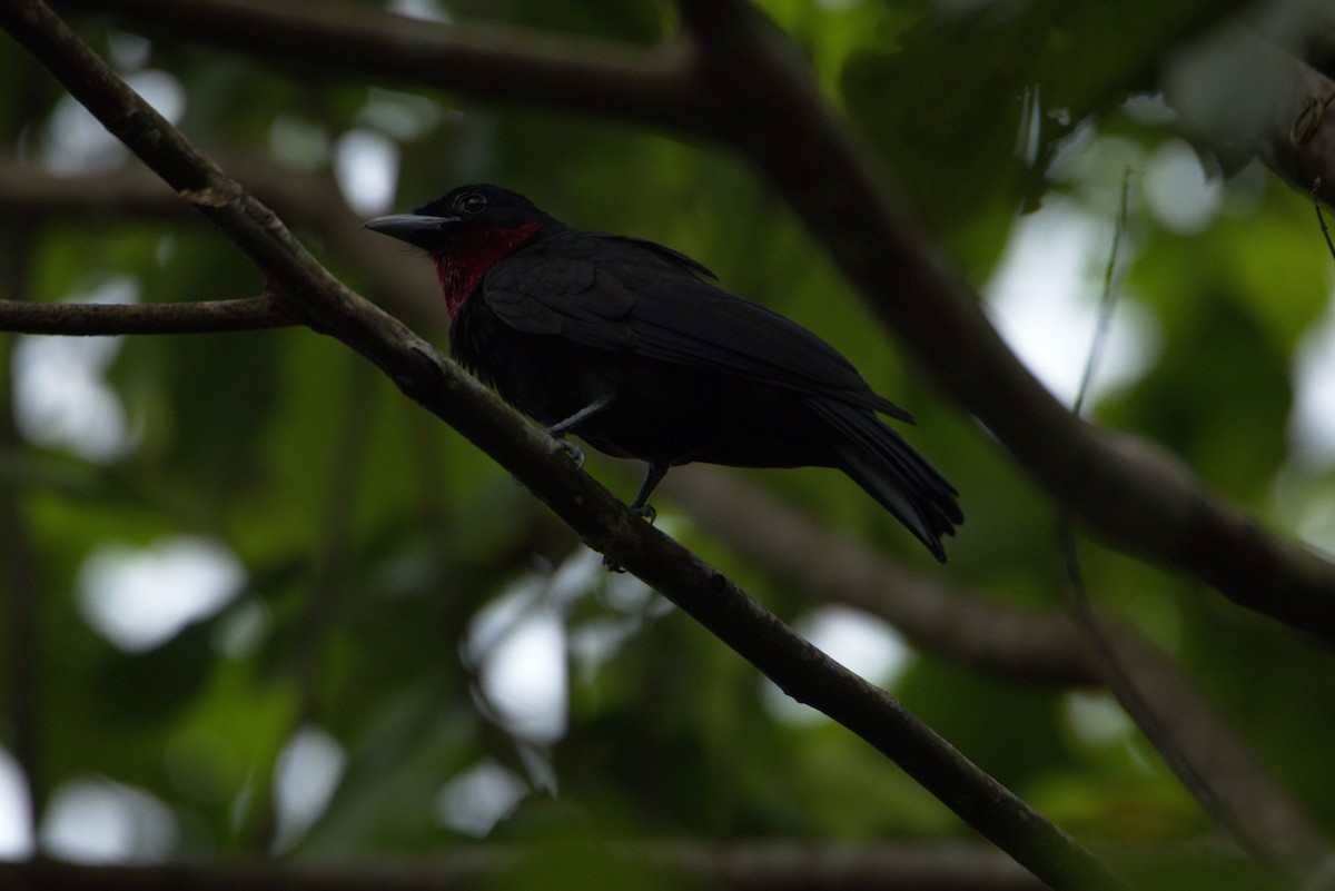 Purple-throated Fruitcrow - ML626297992