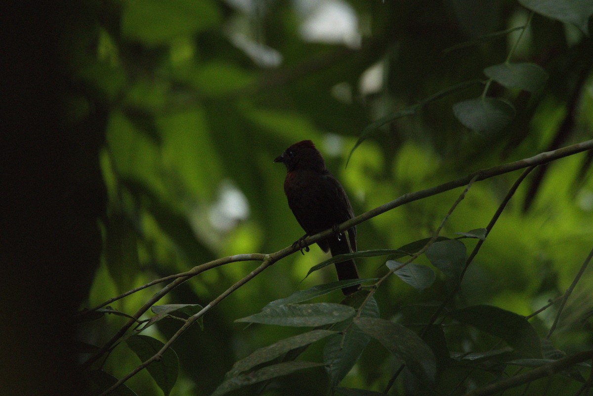 Sooty Ant-Tanager - ML626298021