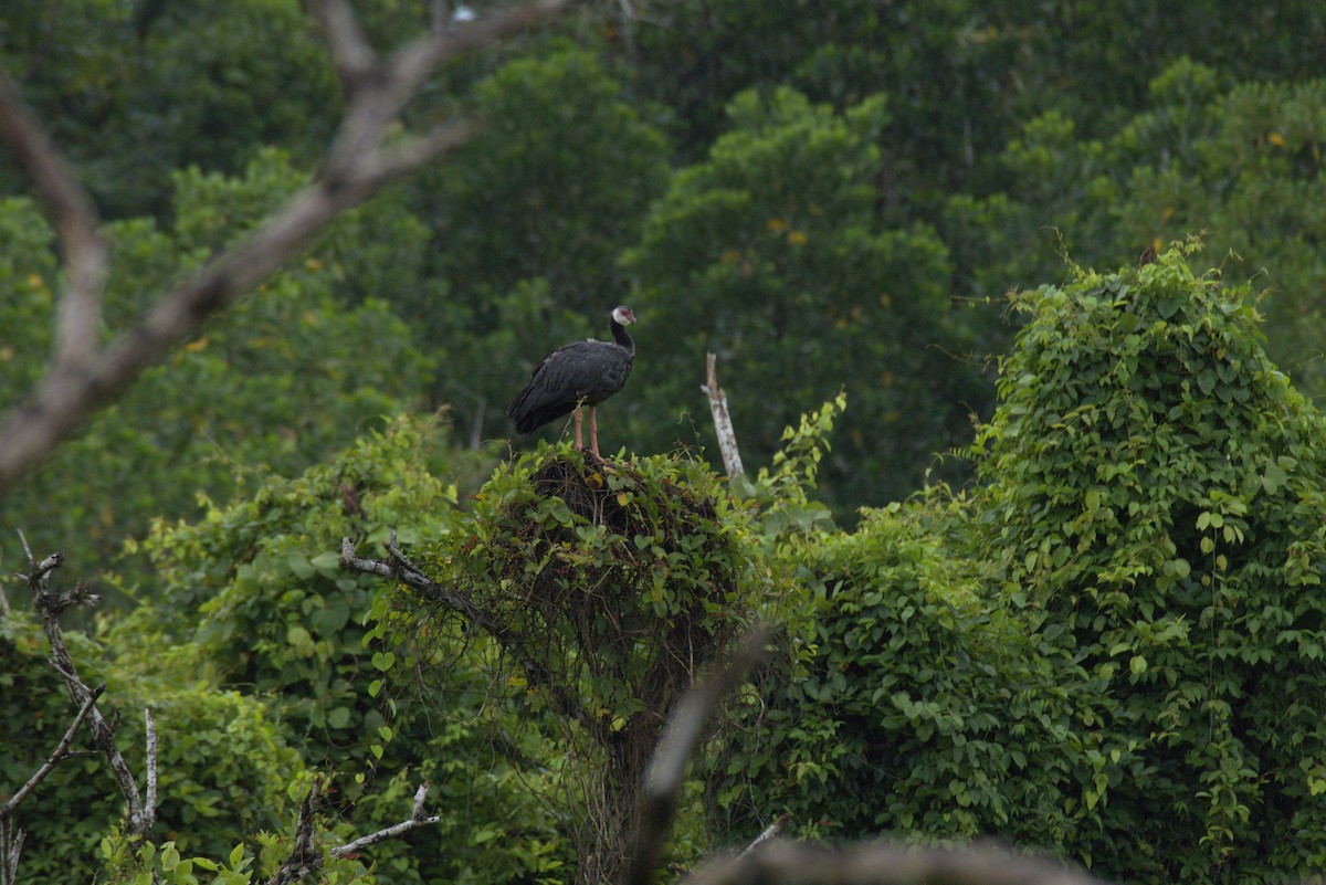 Northern Screamer - ML626298044