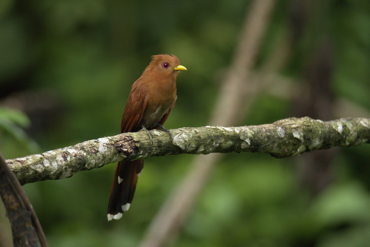 Little Cuckoo - ML626298062