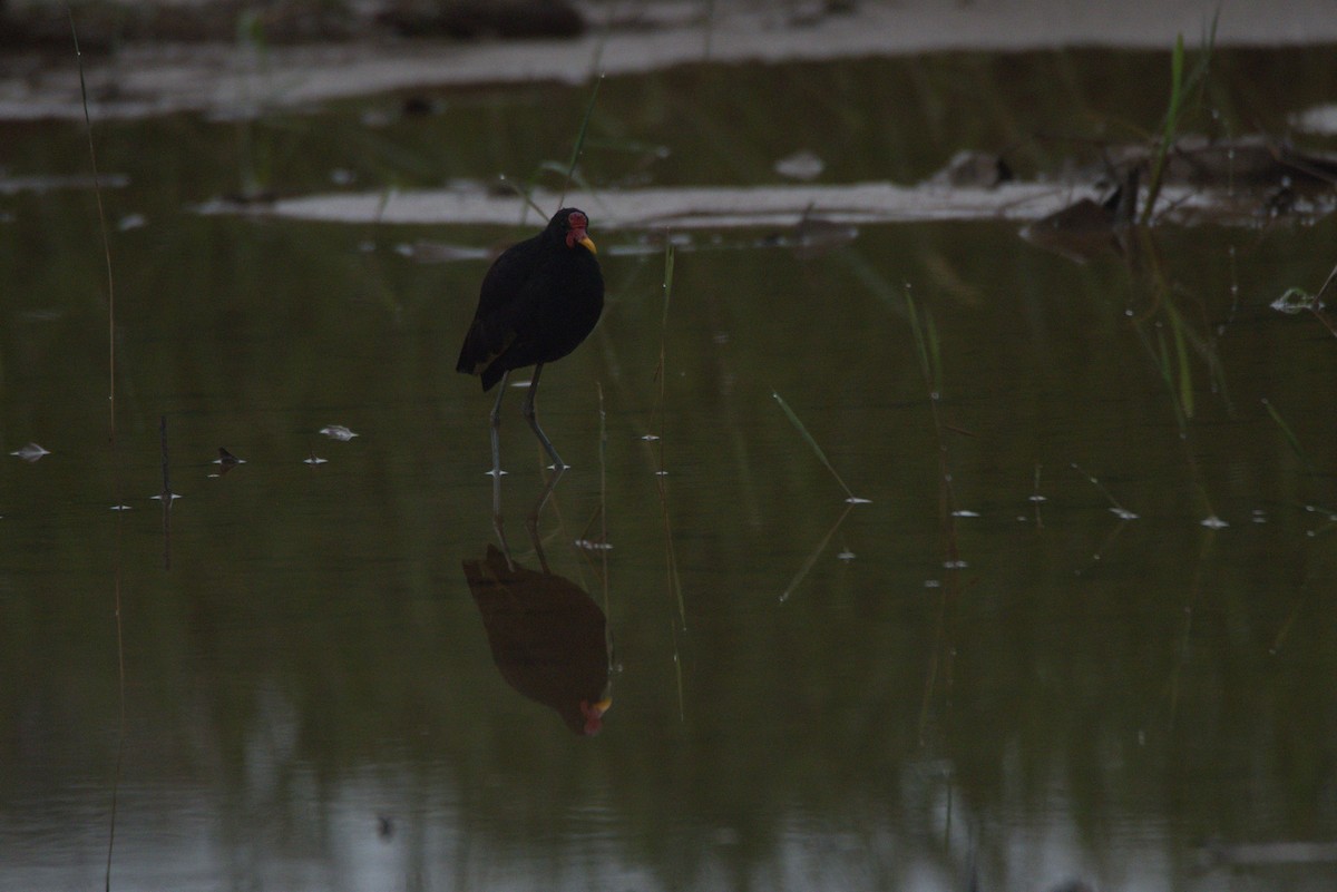 Wattled Jacana - ML626298077