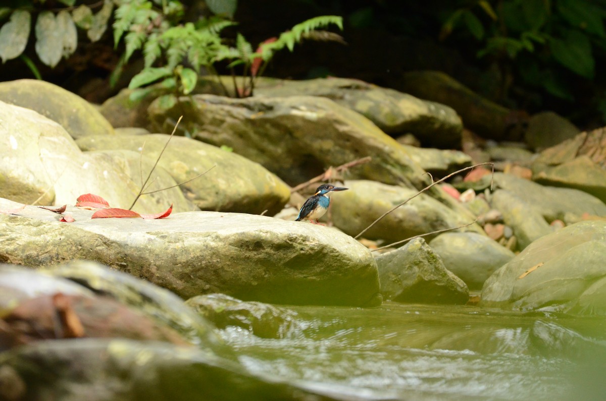 Malaysian Blue-banded Kingfisher - ML626298102