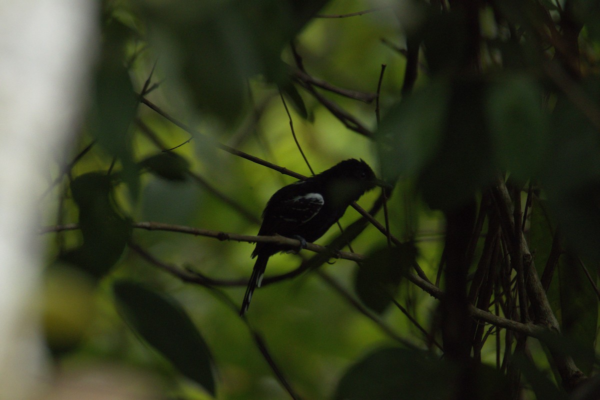 Jet Antbird - ML626298110