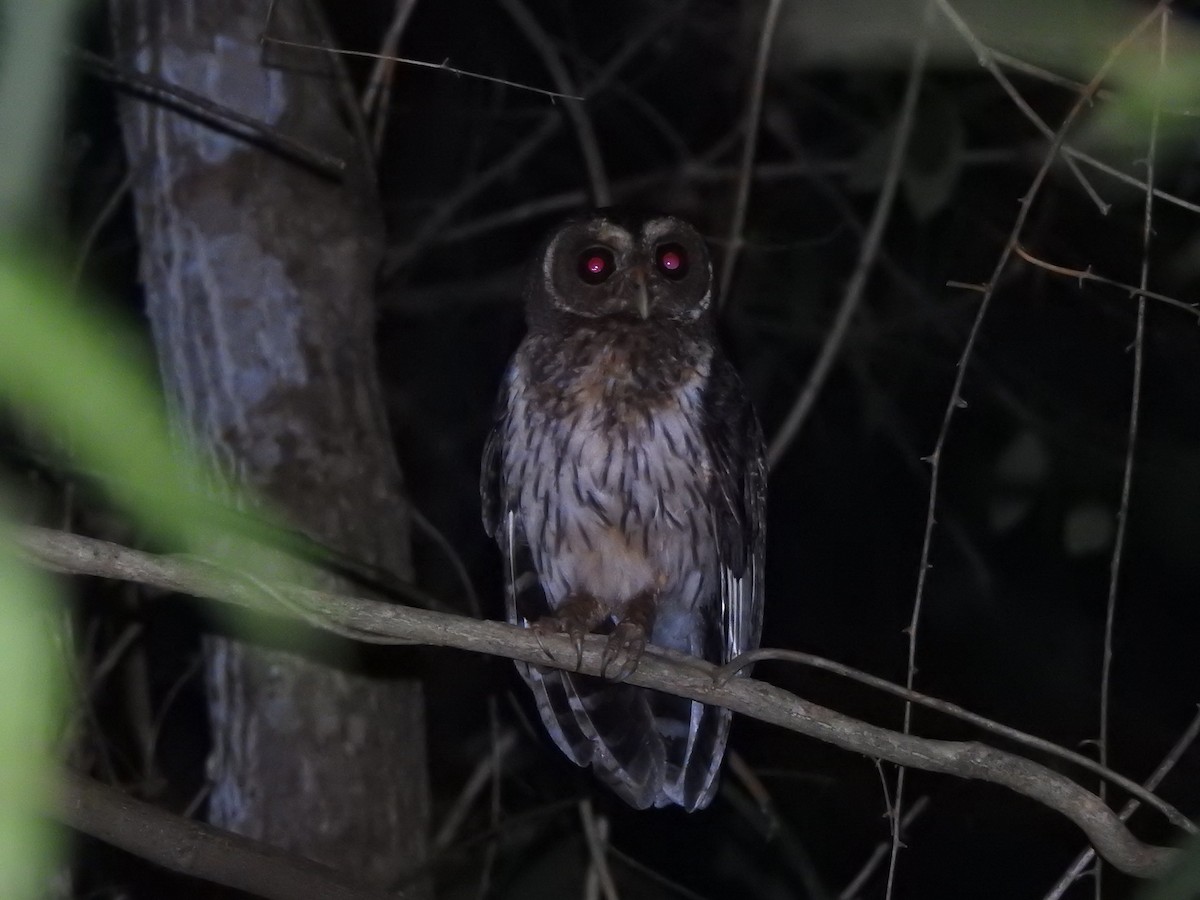 Mottled Owl - ML626298166