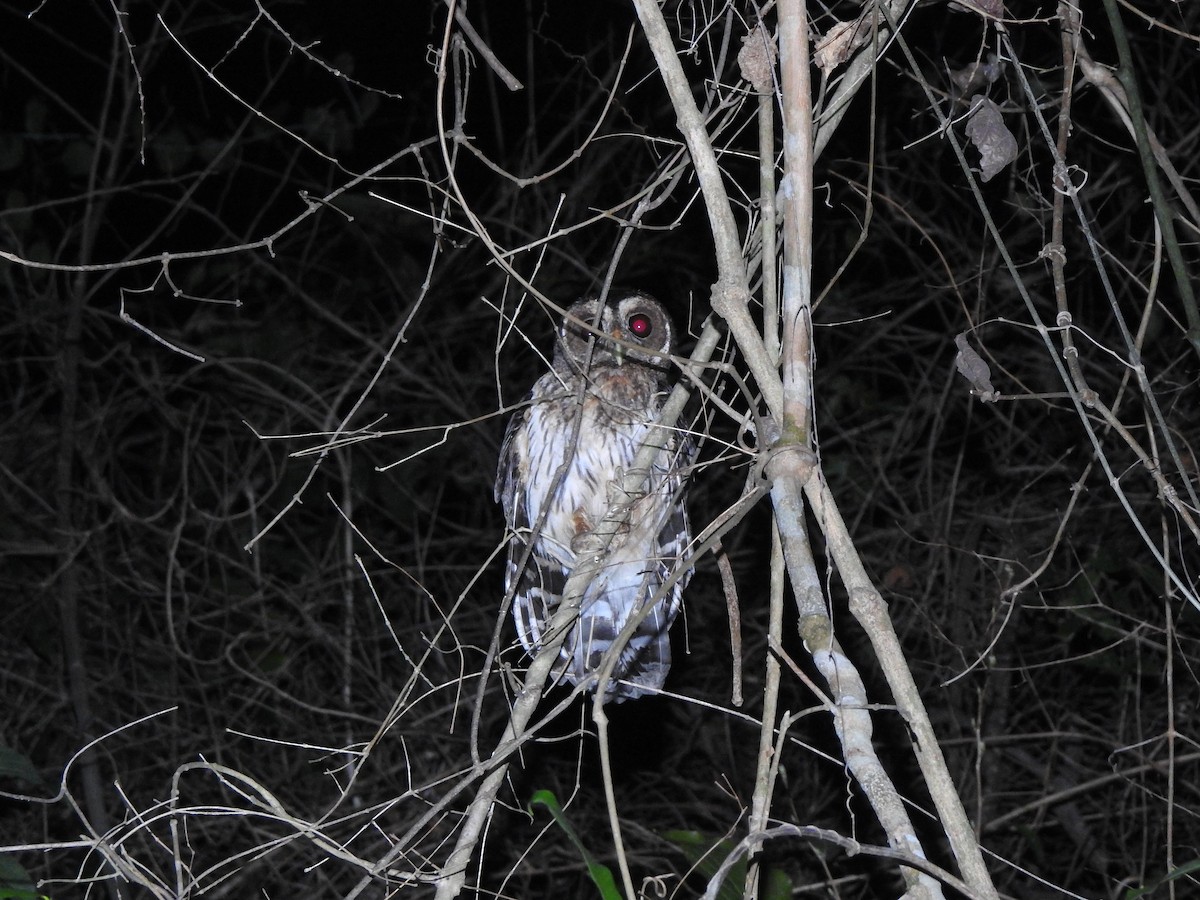 Mottled Owl - ML626298167