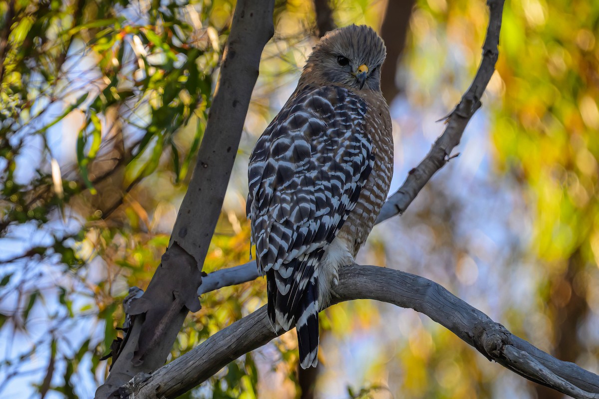Red-shouldered Hawk - ML626298205