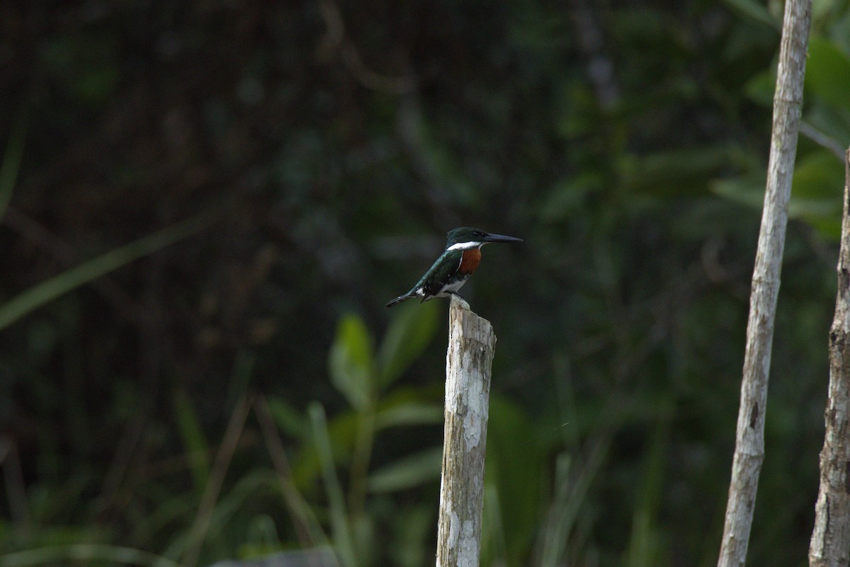 Amazon Kingfisher - ML626298245
