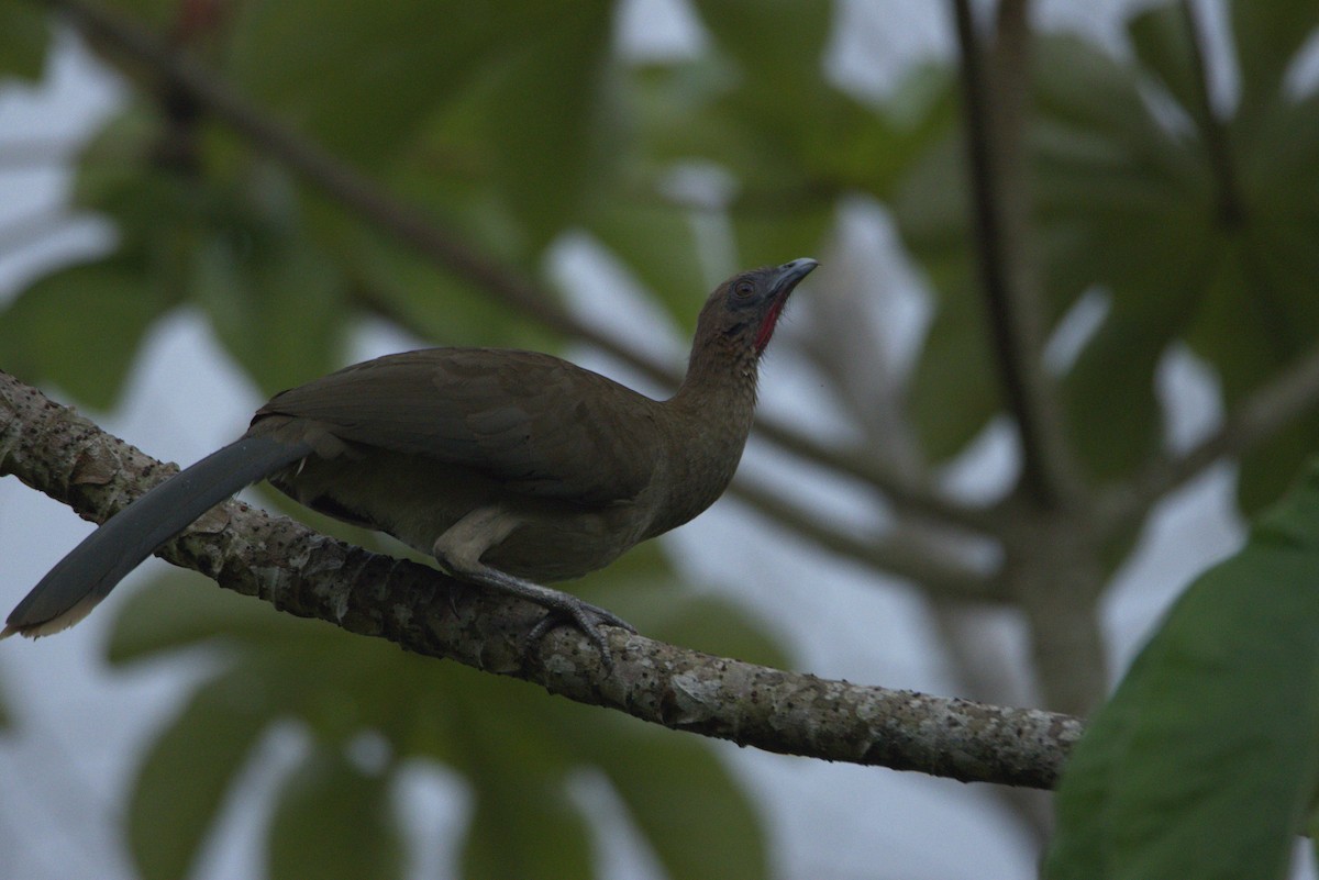 Chestnut-winged Chachalaca - ML626298275