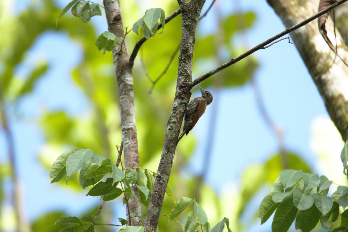 Red-rumped Woodpecker - ML626298333