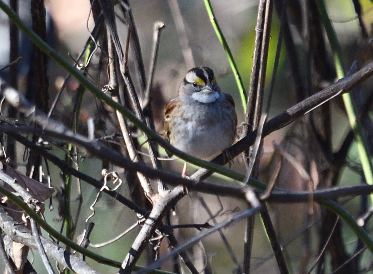 White-throated Sparrow - ML626298364