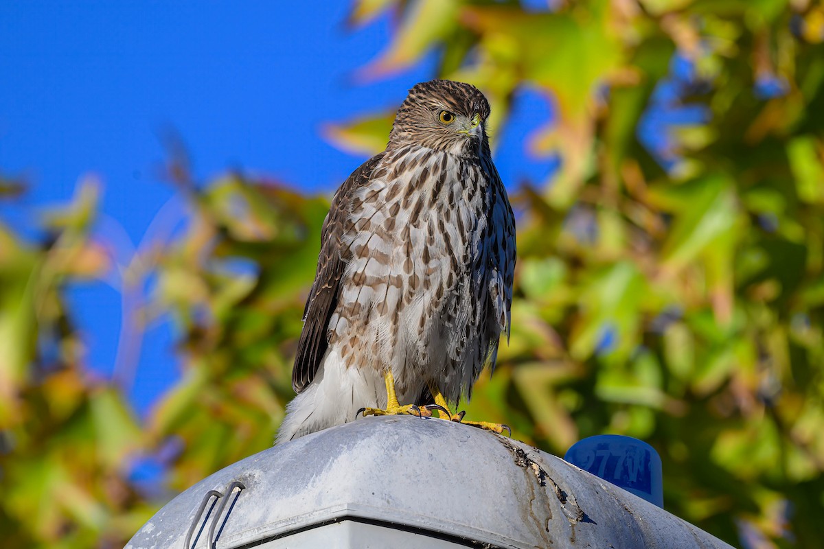 Cooper's Hawk - ML626298461