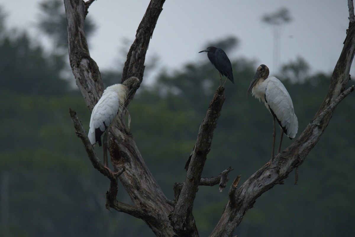 Little Blue Heron - ML626298468
