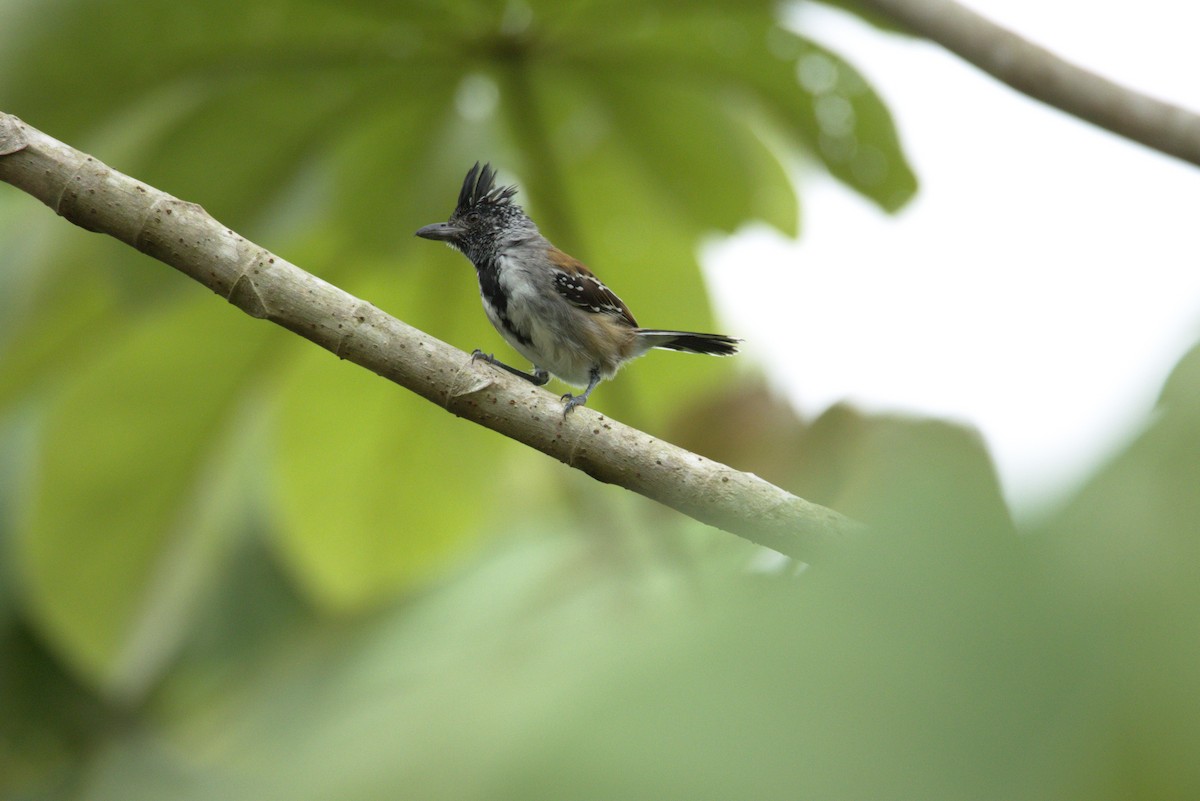 Black-crested Antshrike - ML626298490