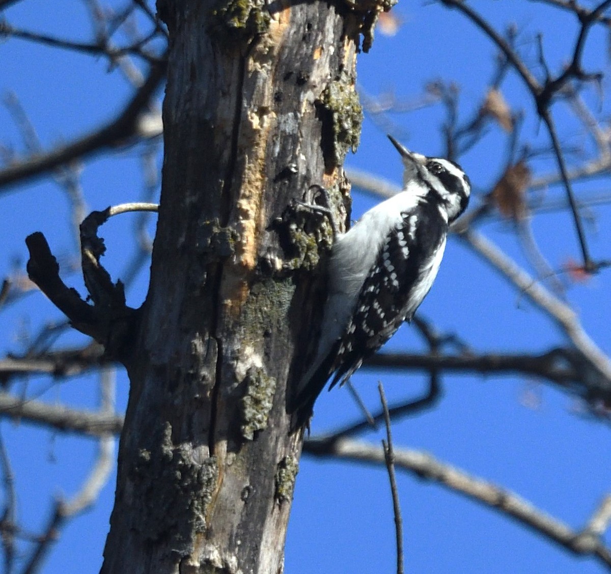 Hairy Woodpecker - ML626298508
