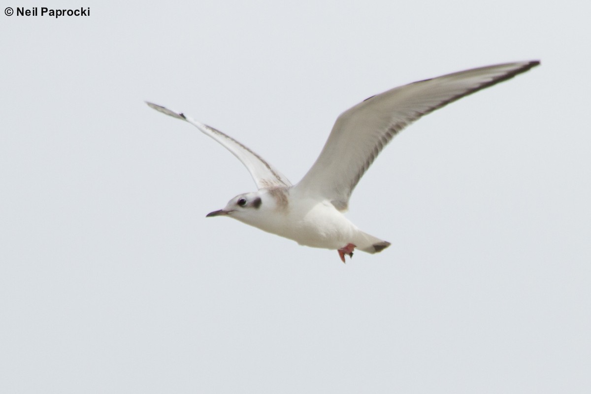 Bonaparte's Gull - ML62629851