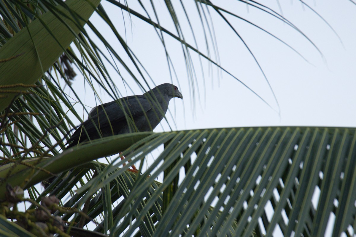 Crane Hawk - ML626298545