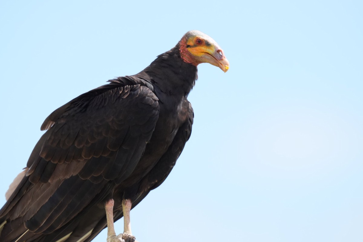 Lesser Yellow-headed Vulture - ML626298640