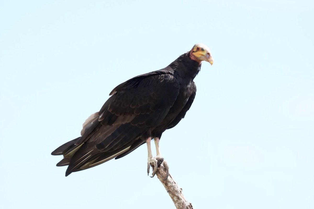 Lesser Yellow-headed Vulture - ML626298641