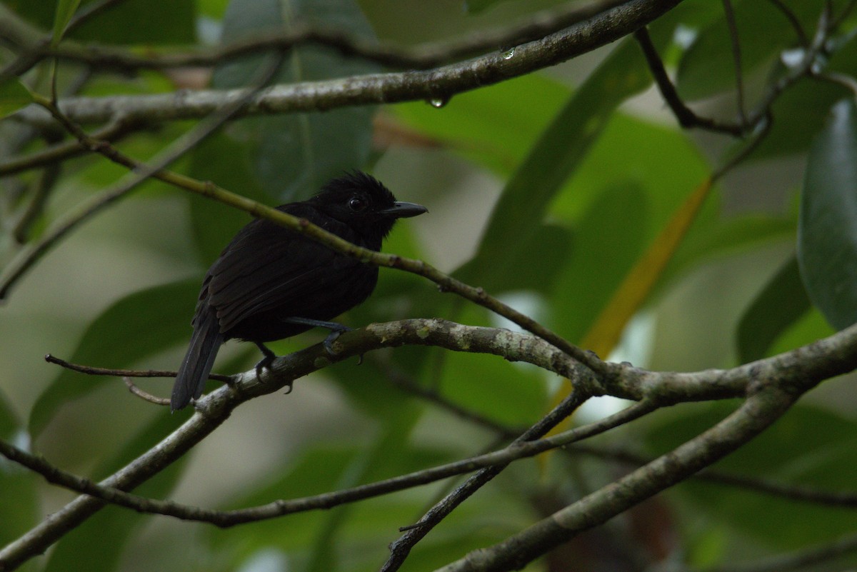 Black Antshrike - ML626298675