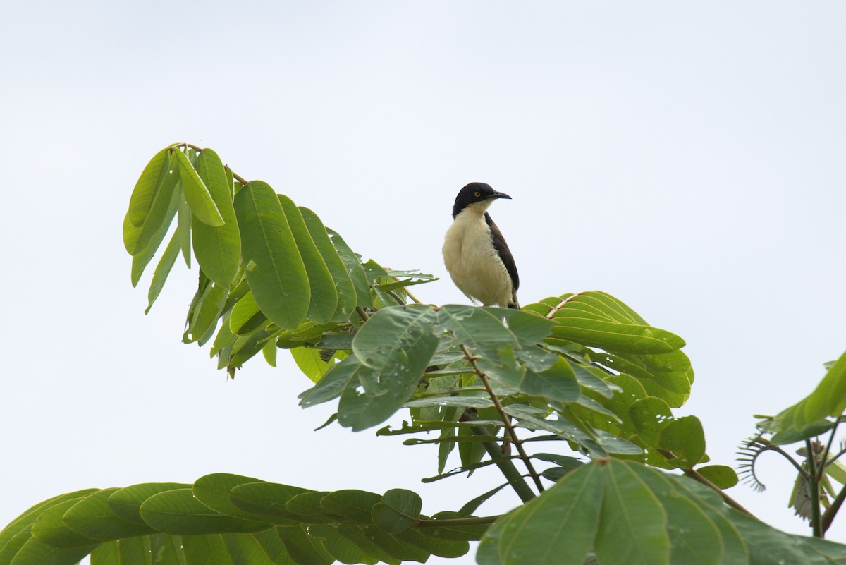 Black-capped Donacobius - ML626298855