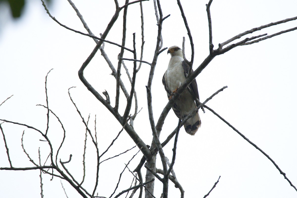 Gray-headed Kite - ML626298879