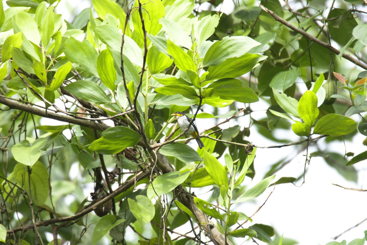 Yellow-backed Tanager - ML626298959
