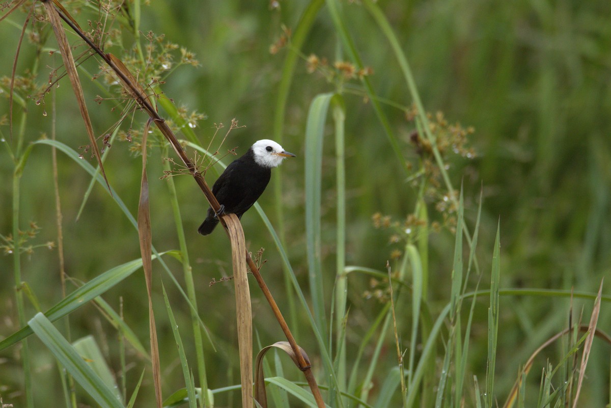White-headed Marsh Tyrant - ML626299057